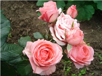 28429c0b-Picture 110.jpg